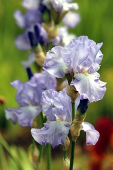 pale blue iris