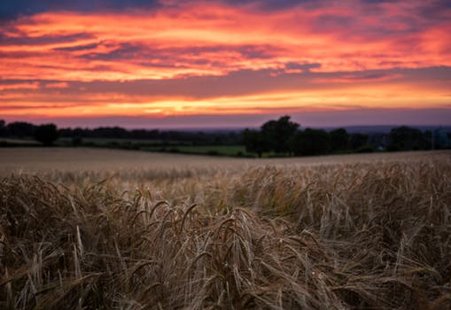 wheat field sunset