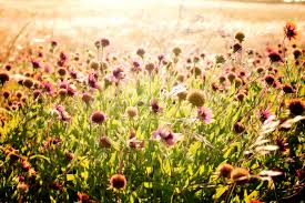 2 clover in sunlight