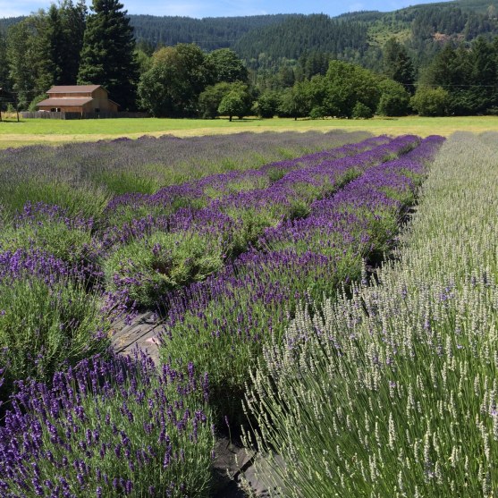 lavender field