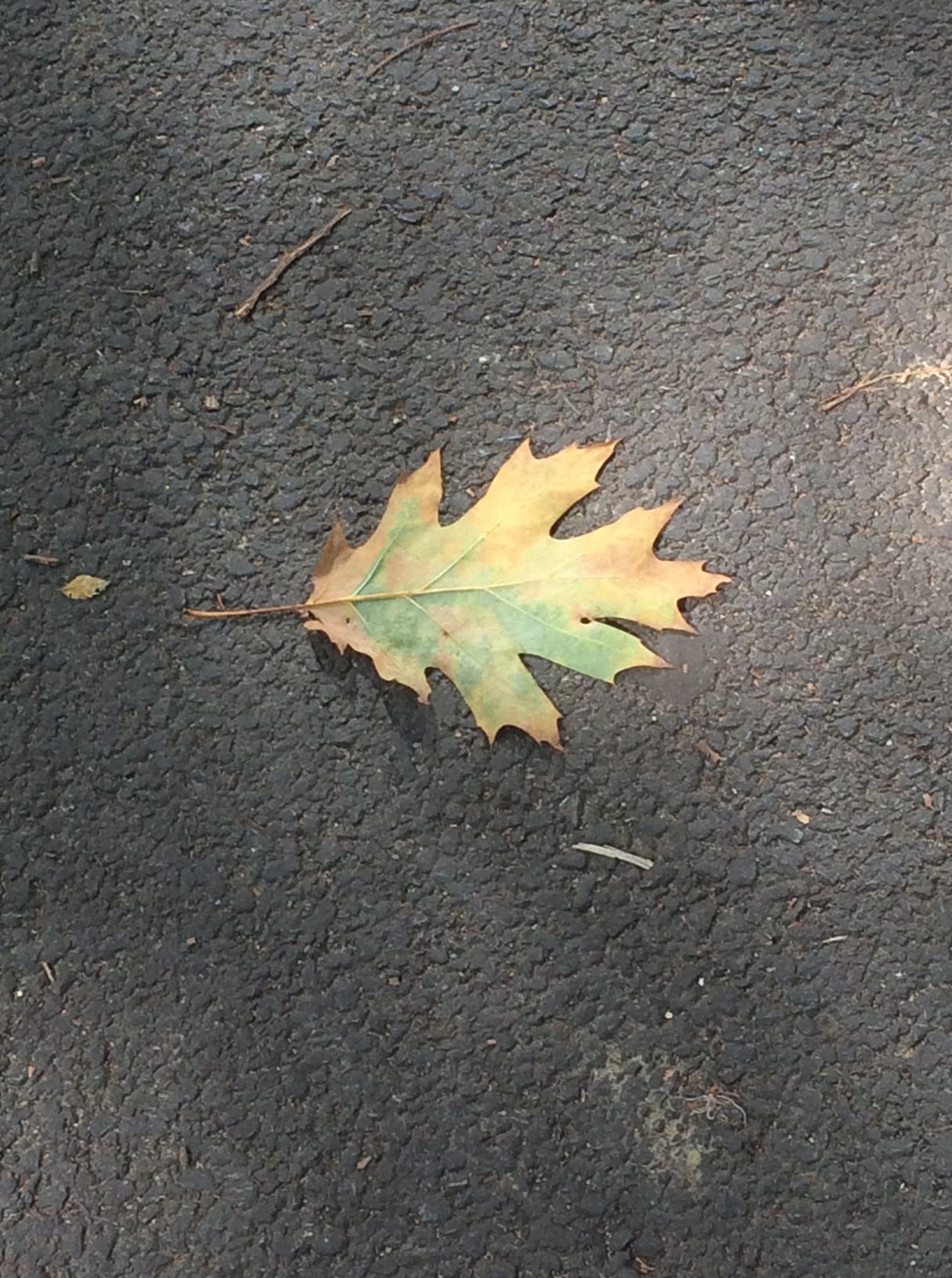 leaf