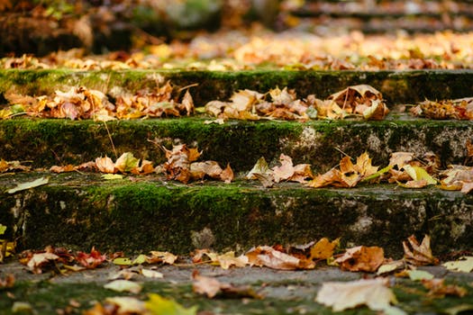 leaves on steps