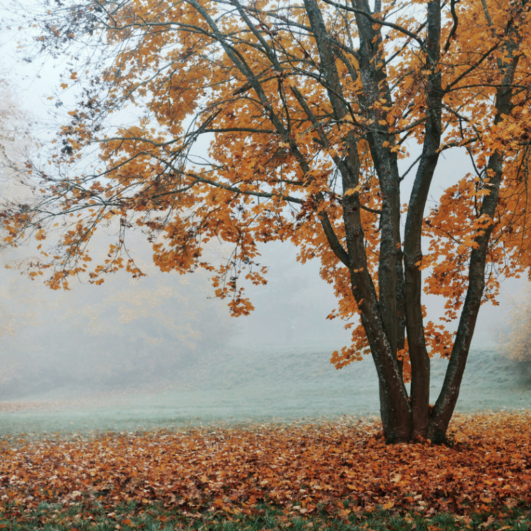 autumn mist and leaves