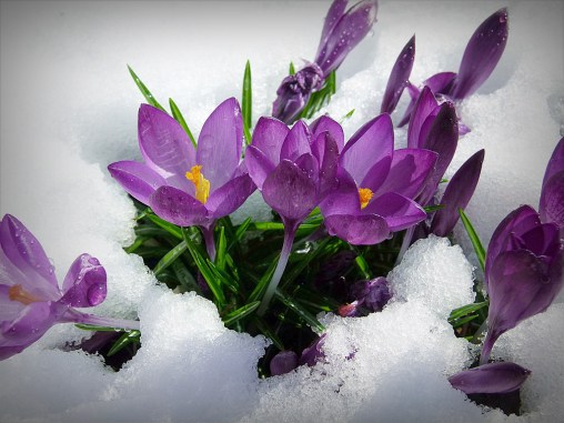 snow crocuses