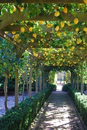 lemon arbor