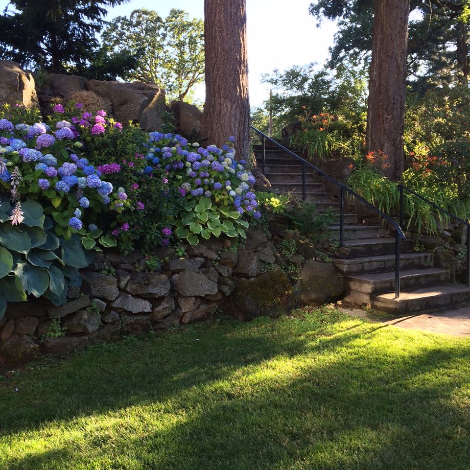 Oregon hydrangeas