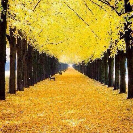 yellow path