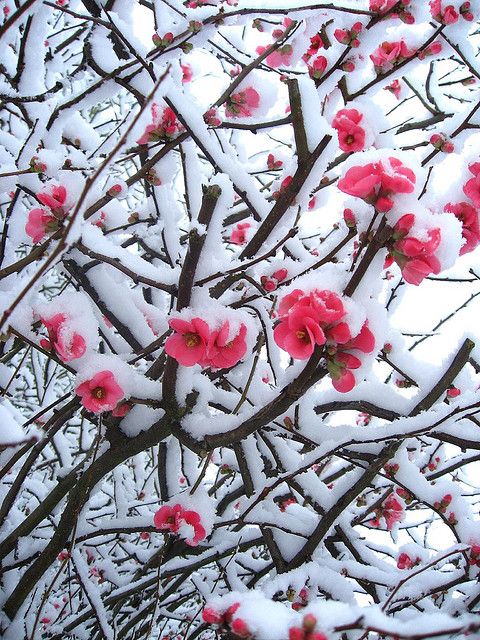 snowy quince