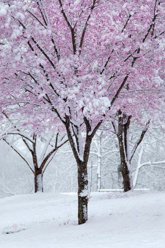 trees pink