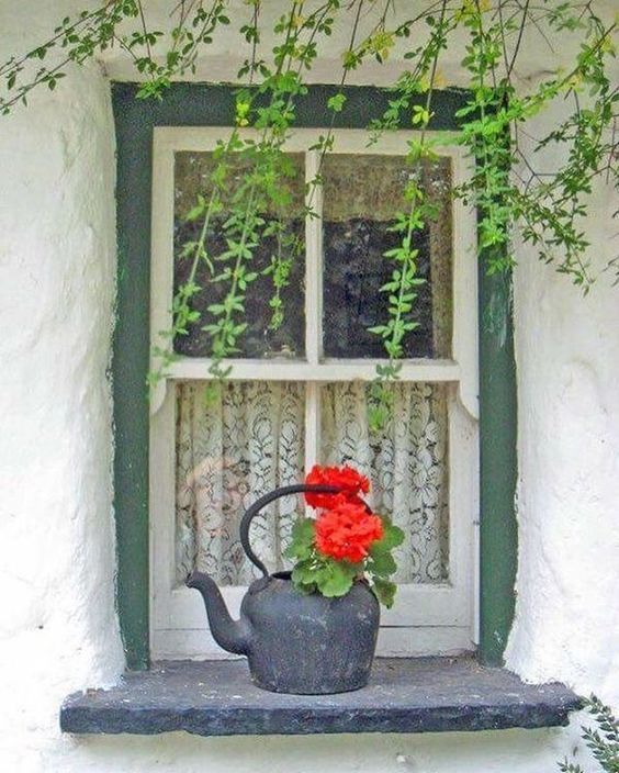 window kettle flowers