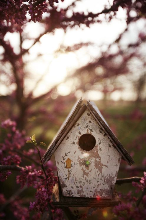 birdhouse sunset