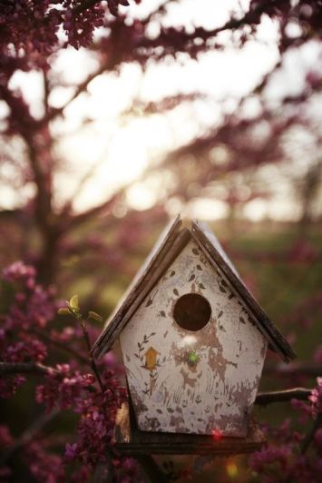 birdhouse sunset