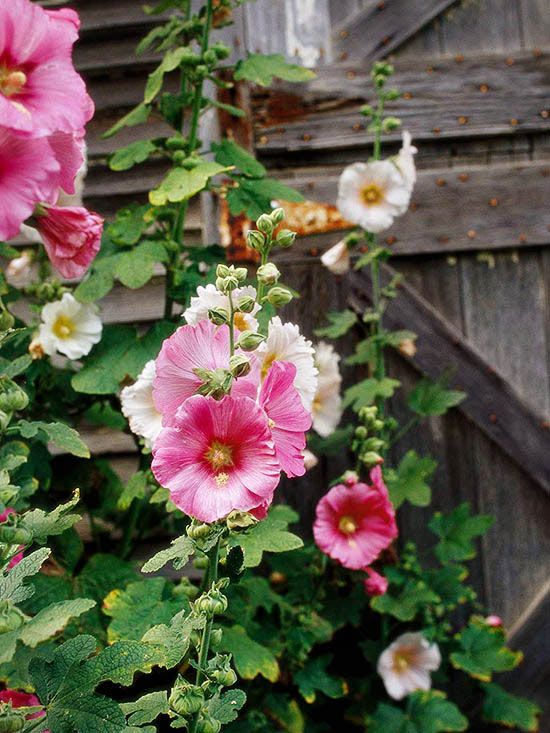 pink hollyhocks barn